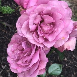 Meet your Posher, Kiersten